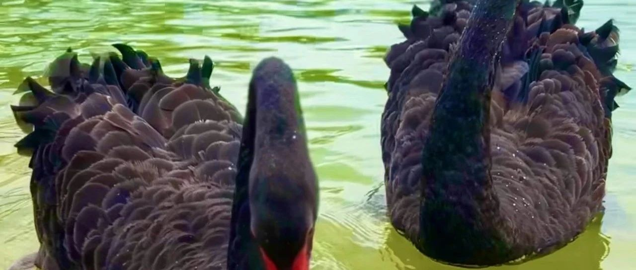 團(tuán)寵報(bào)到！鵝鴨入校