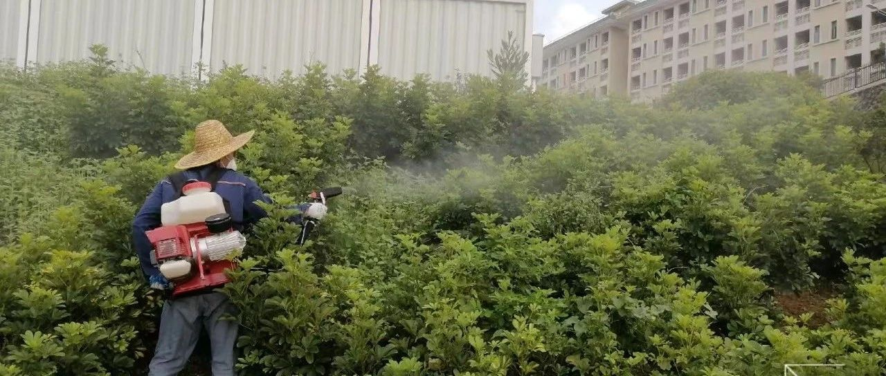 驅(qū)蚊、消殺、清積水，拒絕“趁蚊而入”！